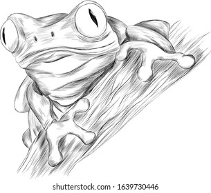 frog tropical vector illustration black and white coloring cartoon funny