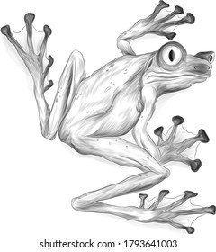 frog tropical vector illustration black and white coloring cartoon funny