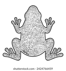 Frosch Vektor Gravur Stil Handgezeichnet Schwarz und Weiß