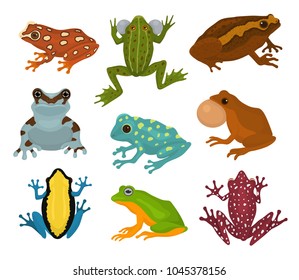 Frog vector froggy character and cartoon amphibian toad in tropical nature illustration set of fauna exotic treefrog and bullfrog isolated on white background