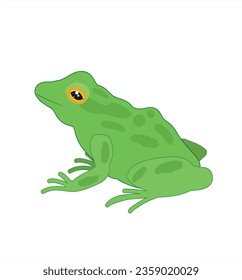 Frog vector. Hand drawing frog illustration