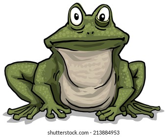 Frog, vector illustration