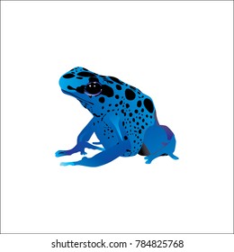 Frog vector Illustration