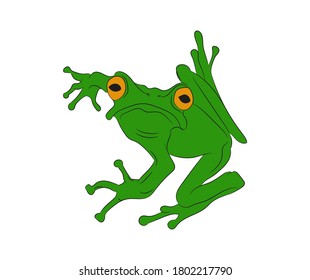 frog vector illustration, color drawing, vector, white background