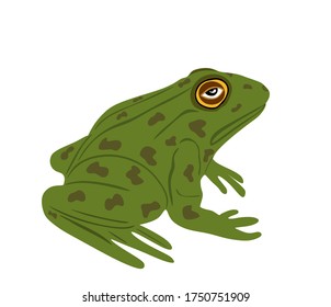 Frog vector illustration isolated on white background. Animal symbol, zoology of amphibian. 