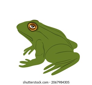 Frog vector illustration isolated on white background. Animal symbol, zoology of amphibian. 