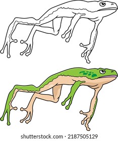 frog vector illustration isolated on white background