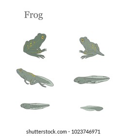 Frog vector illustration. Life cycle of a frog