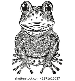 frog vector illustration line art drawing black   white toad
