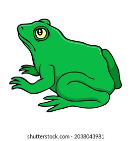 ilustración vectorial de rana, aislada en fondo blanco, vista superior
