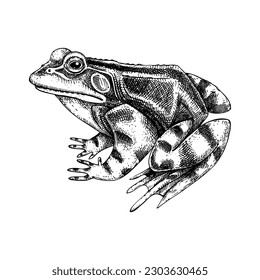 Frog vector sketch. Hand drawn wildlife illustration in engraved style. Amphibian isolated on white background. Black and white animal drawing for print, poster, card, cover.