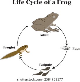 Frogs are amphibians in the order Anura. Amphibians are egg-laying animals without amniotic sacs and live in water.