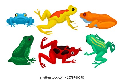 Frogs Collection, Amphibian Animals of Different Colors Vector Illustration