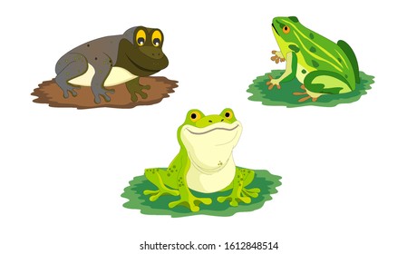 Frogs of different breeds isolated illustration