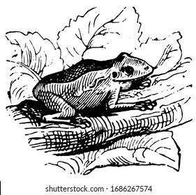 Frogs are found all over the world except Antarctica, vintage line drawing or engraving illustration.