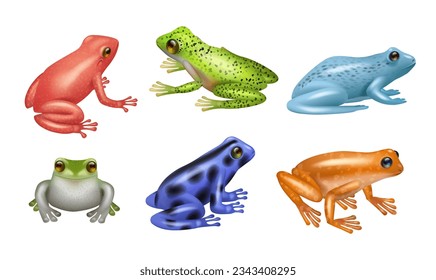 Ranas realistas. Conjunto de anfibios salvajes de ranas modelo de ilustración vectorial decente