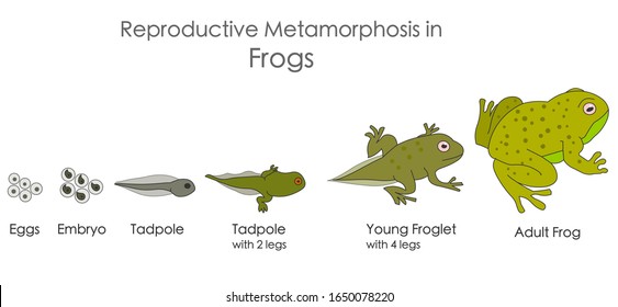 Frogs, reproductive metamorphosis. Amphibian reproduction. Growth development stages. Egg, embryo, tadpole, young, adult frog. Isolated, Horizontal biological illustration Vector
