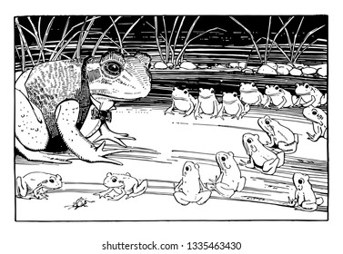 Frogs Sitting in Rows Looking at Frog in Suit, this scene shows young frogs sitting in rows looking at an adult frog in a suit, vintage line drawing or engraving illustration