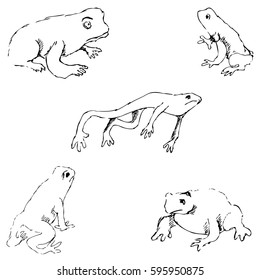 Frogs. Sketch by hand. Pencil drawing by hand. Vector image. The image is thin lines.