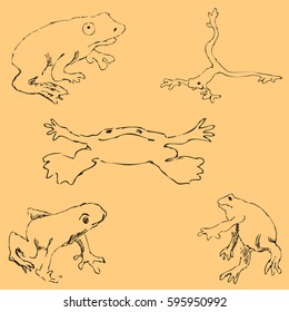 Frogs. Sketch by hand. Pencil drawing by hand. Vector image. The image is thin lines. Vintage colors