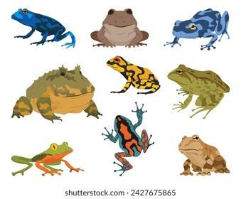 Ranas y sapos, colección de especies de animales anfibios. Varios tipos de ranitas. Reptiles tropicales exóticos. Ilustración vectorial plana