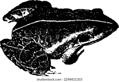 Frog's vector format high qualitiy stock photo.