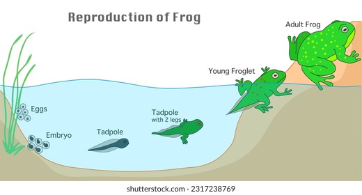 Ranas, agua a tierra, reproducción anfibia. Etapas de desarrollo. Agua dulce a la orilla. Reproducir metamorfosis. Huevo de gelatina, embrión, renacuajo, polo, flor, rana adulta. vector de ilustración	