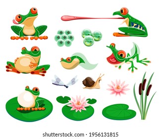 Frogs with water lily leaves and flowers, reed, dragonfly, snail. Amphibian life cycle, eggs, tadpole, froglet. Exotic frog croaking and hunting cartoon vector set. Tropical animal and plants