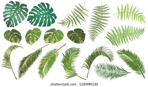 Frond leaves. Set of fern, palm, monstera and tropical vine leaves for floral design, realistic vector illustrations.