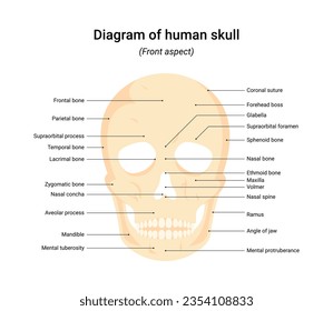Front aspect human skull infographic