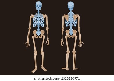 Front and back full-body images of skulls with medical illustrations