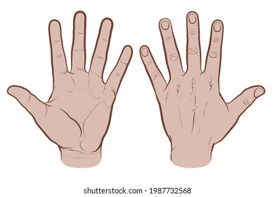 Front and back of hand, colored version. Flat vector drawing isolated on white background, EPS 8.