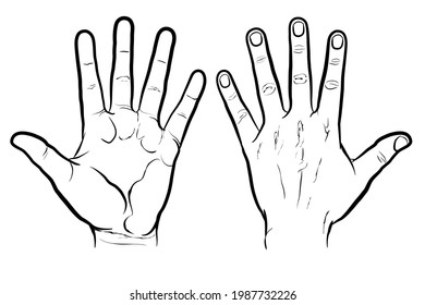 Front And Back Of Hand, Outline Version. Flat Vector Drawing Isolated On White Background, EPS 8.