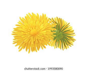 Front and back view of realistic dandelion flower vector illustration