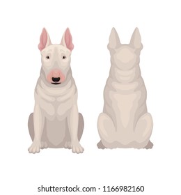 Front and back view of sitting bull terrier. Dog with egg-shaped head and short white coat. Flat vector design