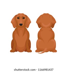 Front and back view of sitting dachshund dog. Small puppy with brown coat and shiny eyes. Flat vector design