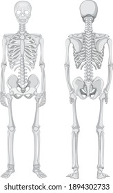 Front and back views of skeleton isolated on white background illustration