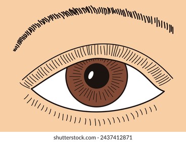Primer plano frontal del ojo y la ceja humanos