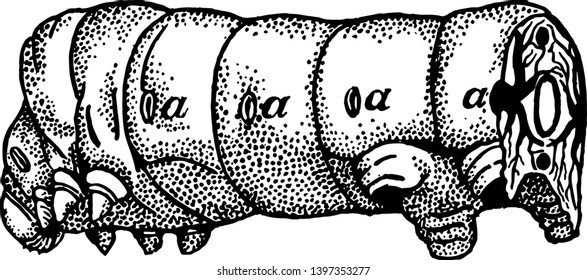 Front Half of a Caterpillar have opening air tubes vintage line drawing or engraving illustration.