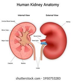 Front and inside view of human kidney anatomy isolated on white background. 3d vector illustration.