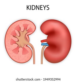 Front and inside view of Kidney human renal realistic isolated on white background. 3d vector illustration.