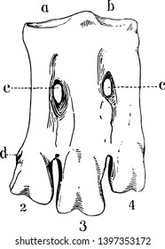 Front Left Tarsus of a Penguin showing incomplete fusion of three metatarsals vintage line drawing or engraving illustration.
