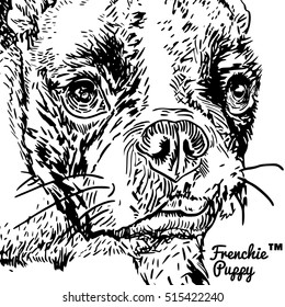 Front portrait of a French bulldog