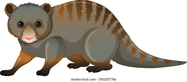 Front of possum in standing position on white background illustration