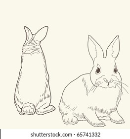 437 Rabbit rear view Images, Stock Photos & Vectors | Shutterstock