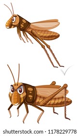 Front and side of grasshopper illustration