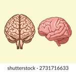 Front and side view of human brain organ. Medical diagram showing cerebral cortex structure and cerebellum.