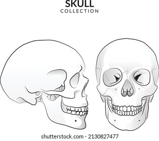 Front and side view of Skull
