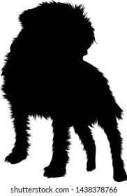 Front View. Border Terrier Dog, Silhouette. Great Britain.