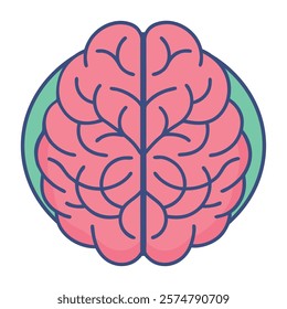 Front view brain anatomical illustration
